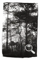 Arbre du Bois de Vincennes, photo prise au Leica M3 et Summar 50mm, Ziatype sur Arche platine