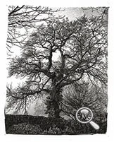 Arbre sur le chemin de l'Abbaye de Beauport au petit matin, Ziatype sur Arches platine