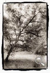Un arbre à la Roche-Derrien, tirage platine traditionnel sur papier Arches platine