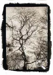 Sténopé d'un arbre au bois de Vincennes, tirage platine traditionnel sur papier Arches platine