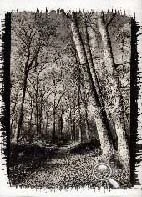 La Forêt d'Ermenonville, tirage platine traditionnel sur papier Arches platine