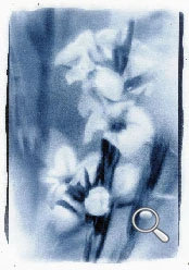 Cyanotype d'une diosma hirsuta, la plante du pêcheur