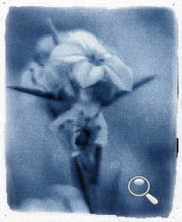 Cyanotype d'une diosma, fleur très odorante