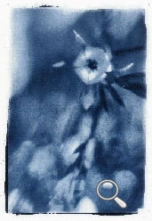 Cyanotype d'une fleur, la diosma à l'odeur citronnée