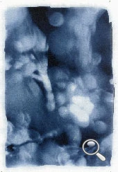 cyanotype d'une diosma en fleur