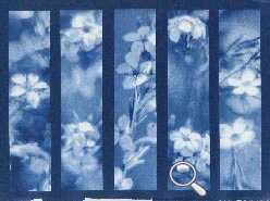 cyanotype de fleurs diosma pour faire des marque-page