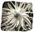 dalhia cactus 