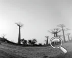 Sténopé de l'Allee des Baobabs