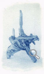 Cyanotype d'un bois flotté