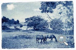 Cyanotype de chevaux à Kermouster